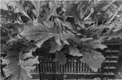 Cross-breeding method of gerbera jamesonii in sunlight greenhouse tent