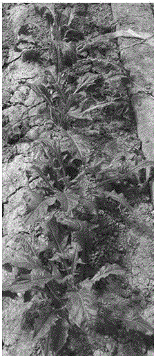 Cross-breeding method of gerbera jamesonii in sunlight greenhouse tent