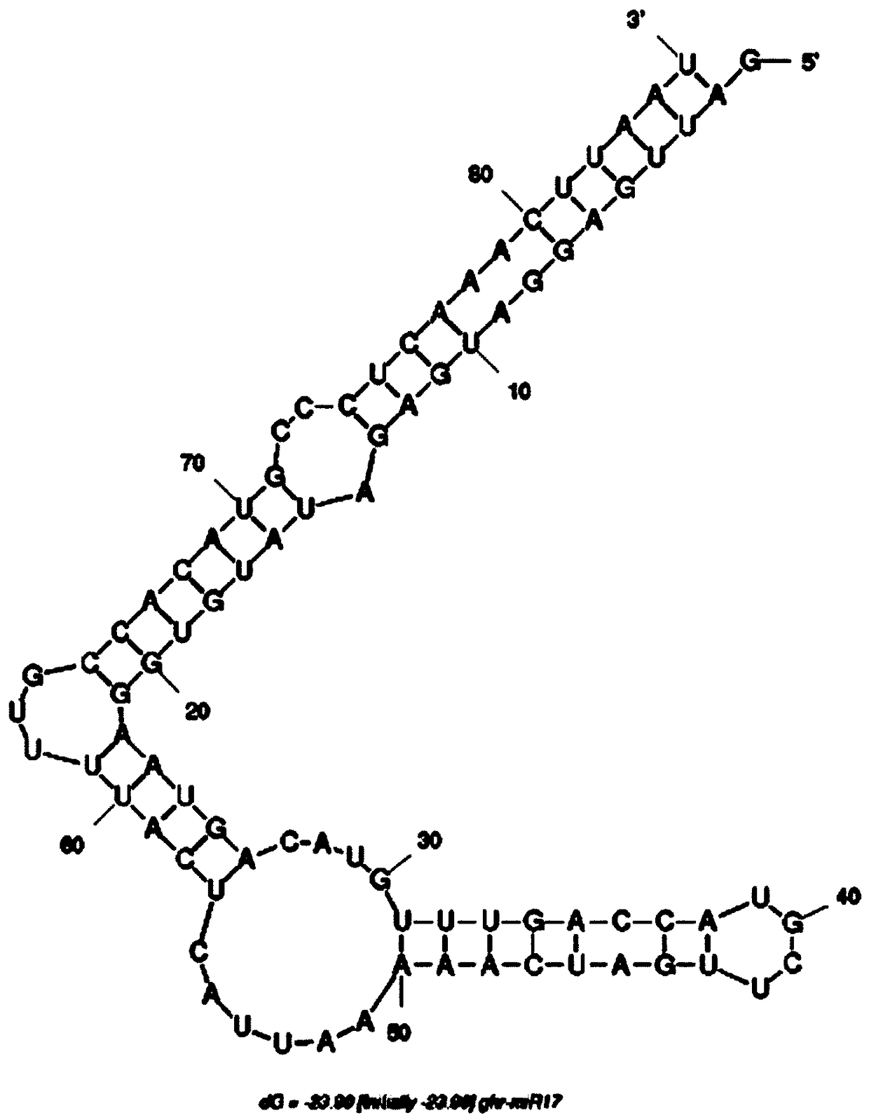 A kind of miRNA related to plant response to drought stress——ghr-mir17 and its application