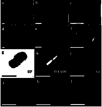 Flexible mesoporous organosilicone nanorods and preparation method and application thereof