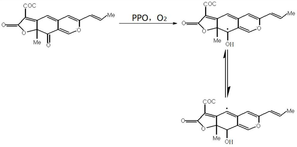 Orange lyocell fabric prepared by dyeing monascus fermentation extract and preparation method of orange lyocell fabric