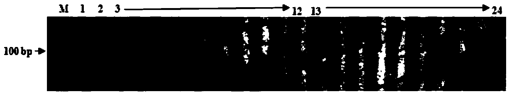 Molecular marking method of indica rice variety subjected to anti-brown planthopper host gene Bph27 transfer