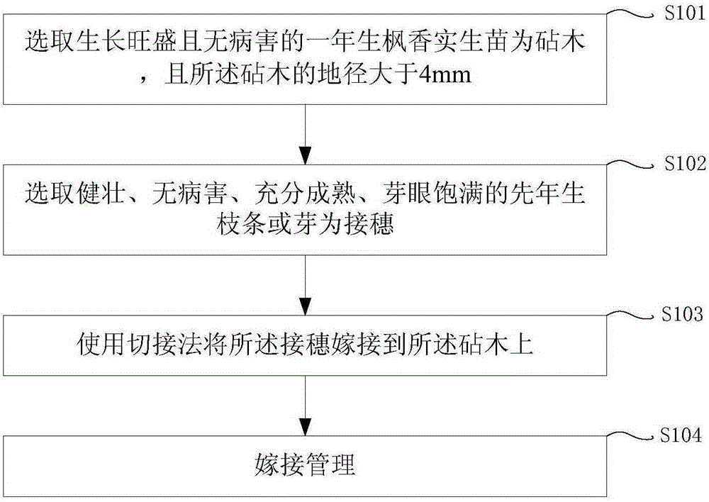 Grafting propagation method for semiliquidambar cathayensis