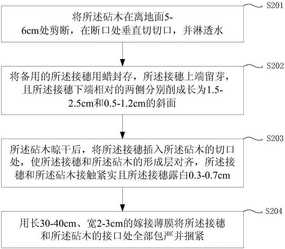 Grafting propagation method for semiliquidambar cathayensis