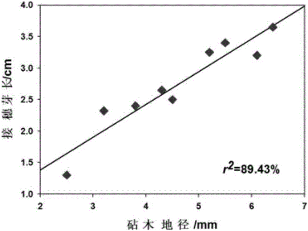 Grafting propagation method for semiliquidambar cathayensis