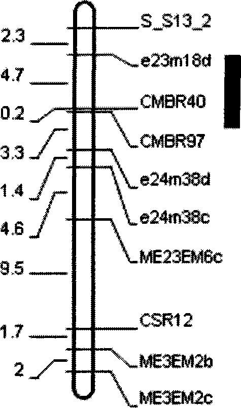 Cucumber downy mildew resistance main effect QTL linkage molecule labeling method and applying method