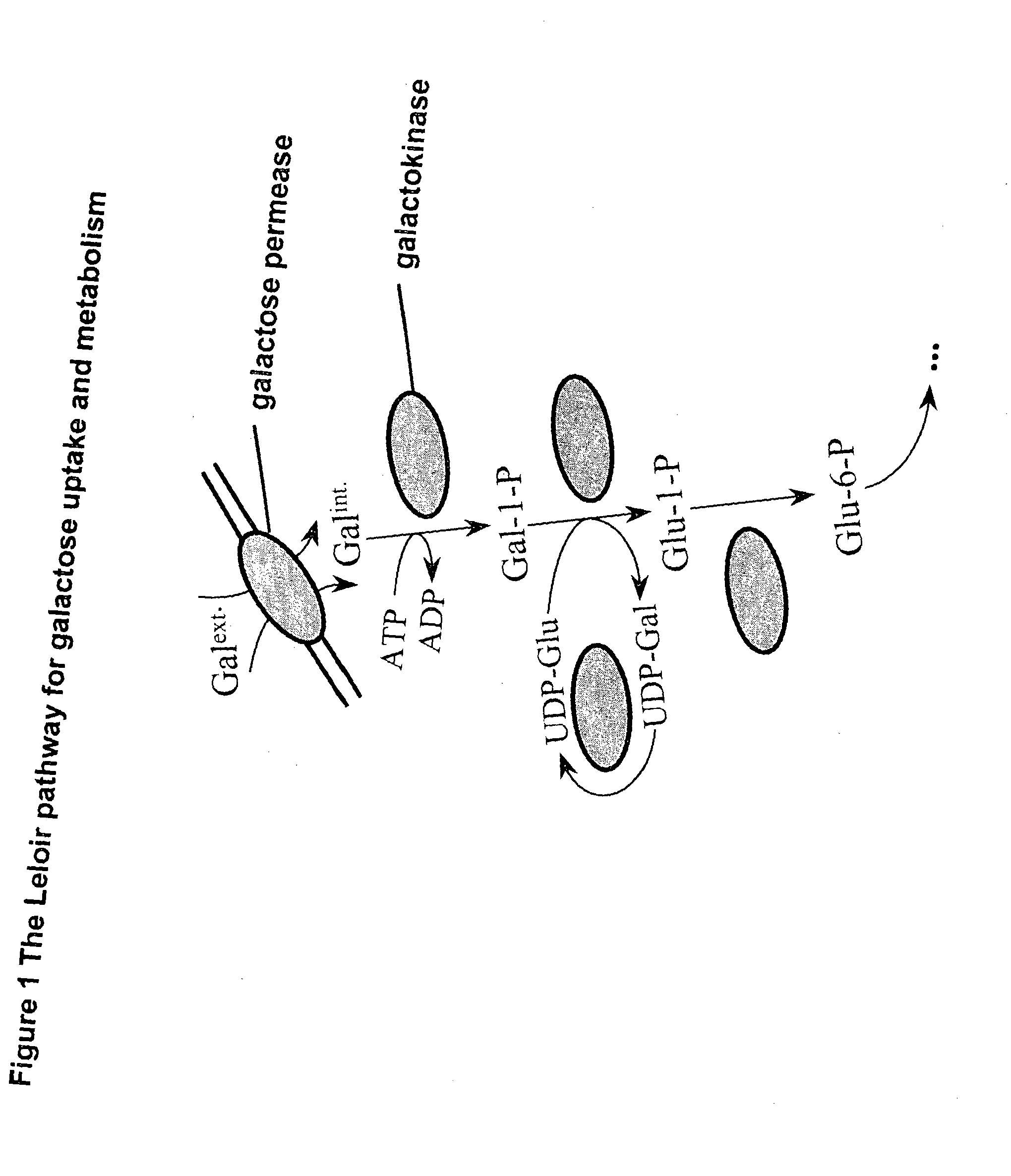 Metabolically engineered micro-organisms having improved galactose uptake