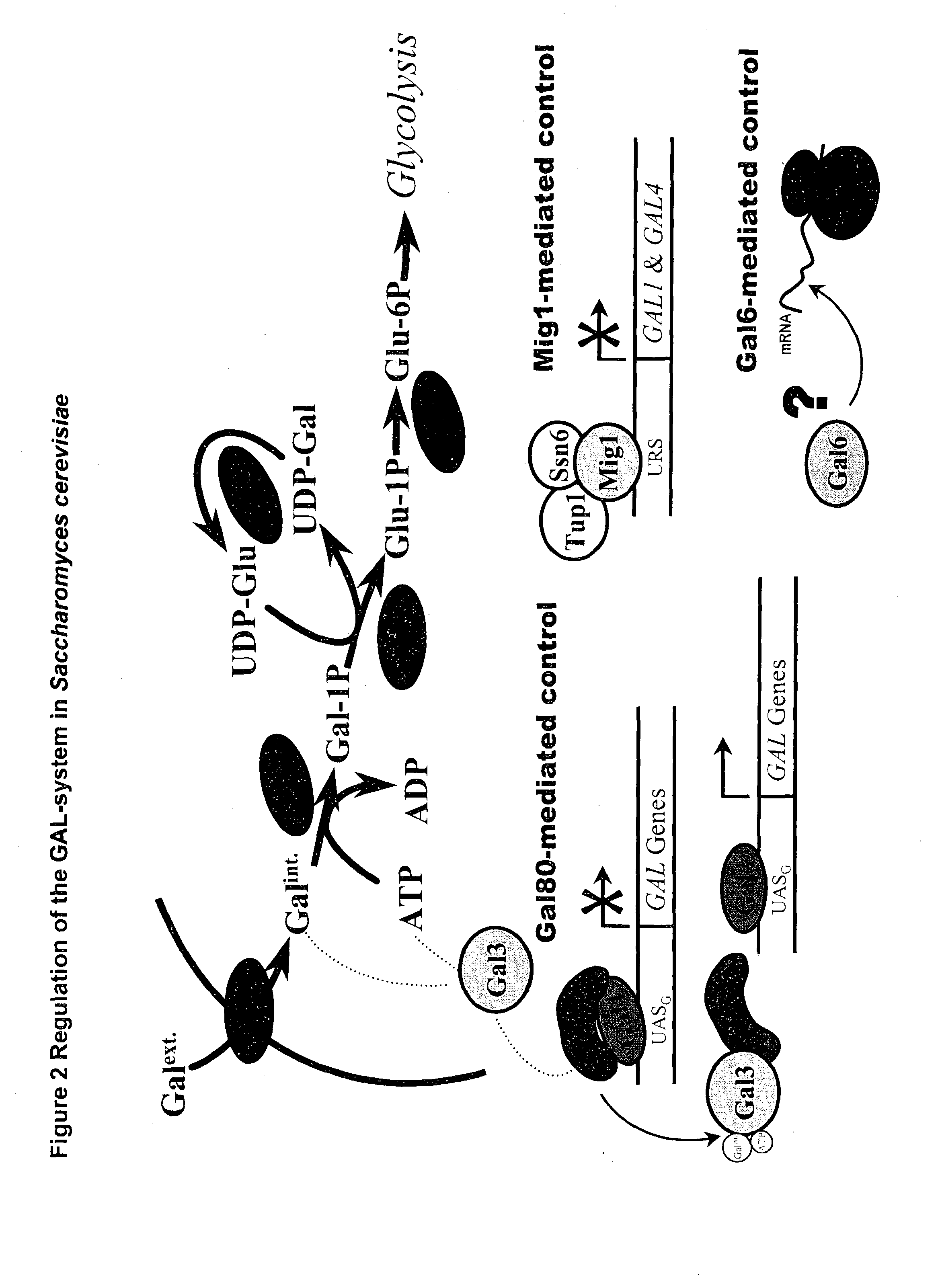 Metabolically engineered micro-organisms having improved galactose uptake