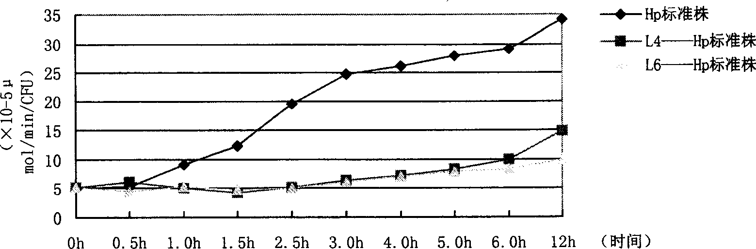 Health article or medicine prepared with acidophilic lactobacillus for preventing and treating chronic gastropathy