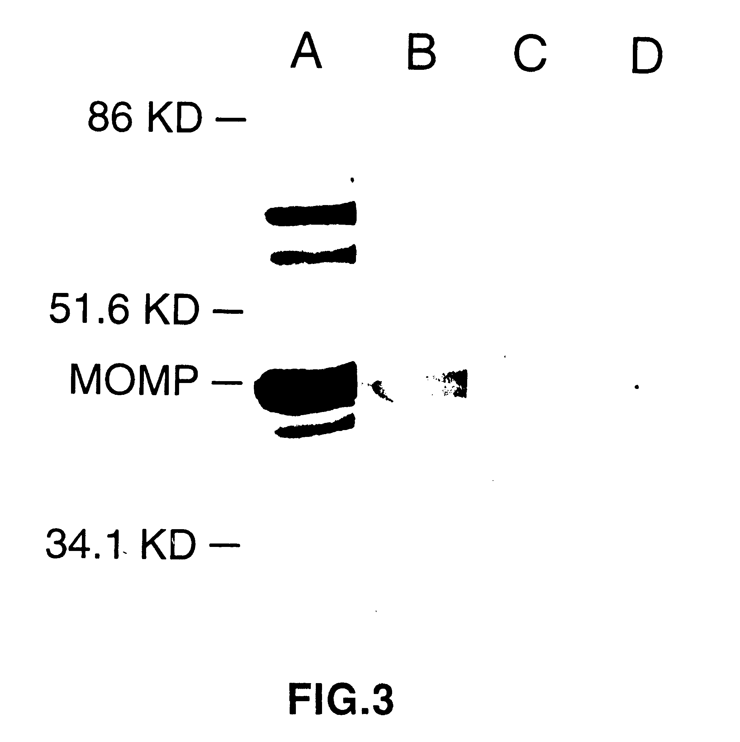 DNA immunization against chlamydia infection