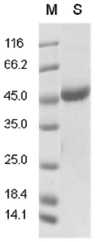 Keratin BD-2, preparation method, pharmaceutical composition and application thereof