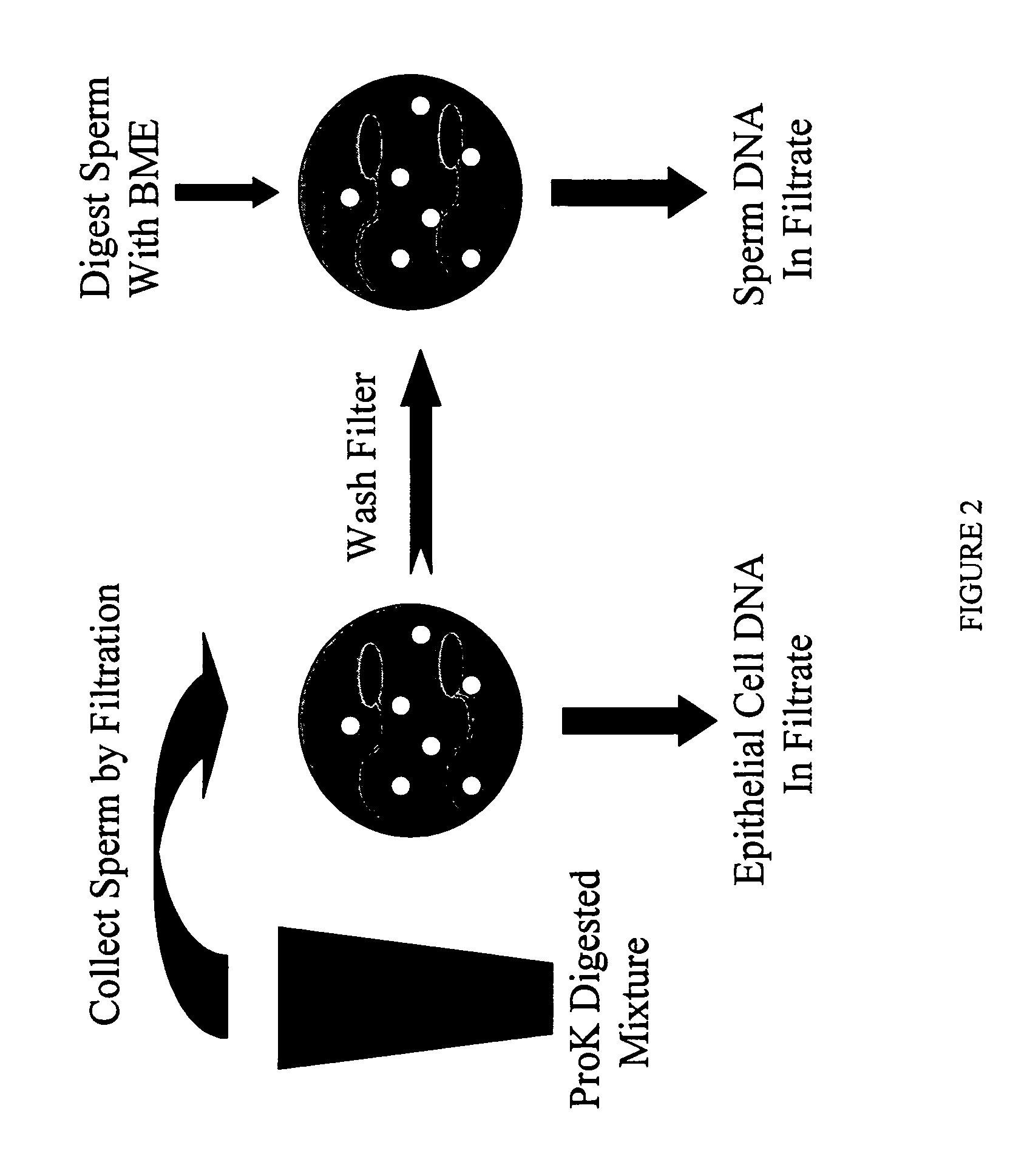 Method for processing samples containing sperm and non-sperm cells for subsequent analysis of the sperm DNA