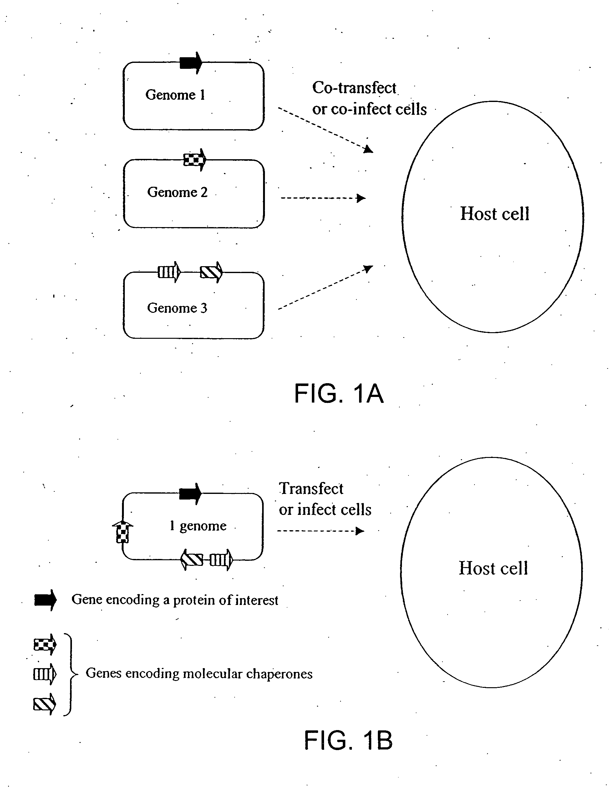 Chaperone expression genomes