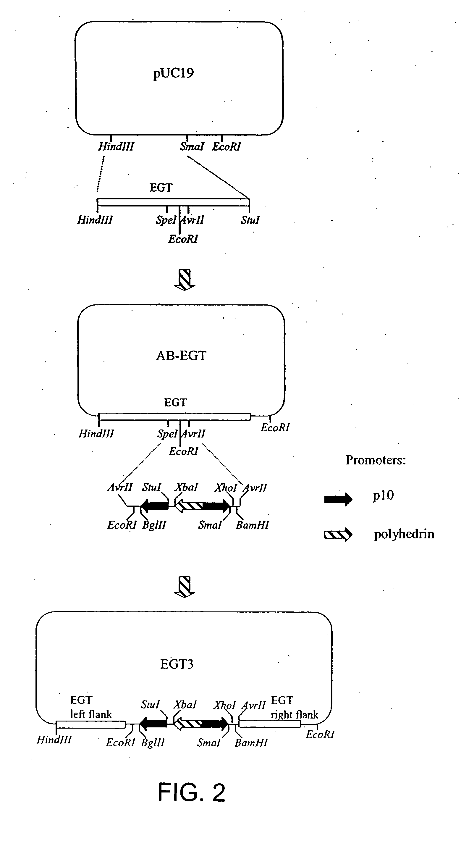 Chaperone expression genomes