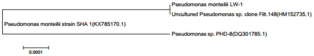 Application of a bacterial agent containing Pseudomonas monsonii in purifying sulfur-containing gas