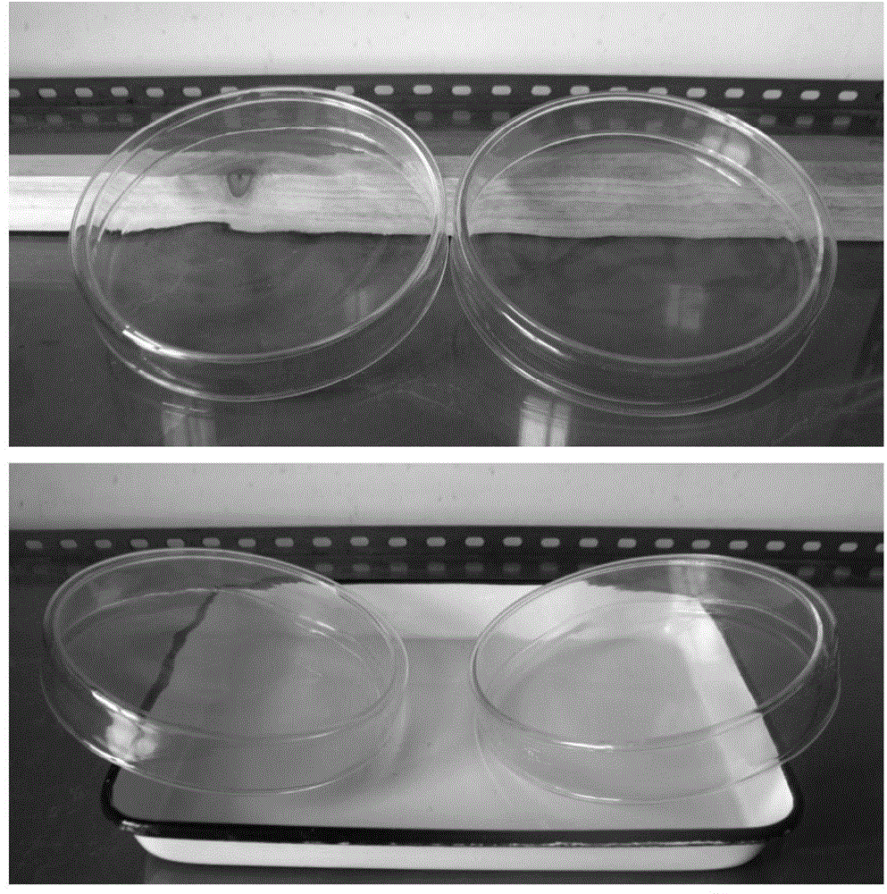 A kind of artificial pathogenic method of in vitro inoculation of tobacco blight