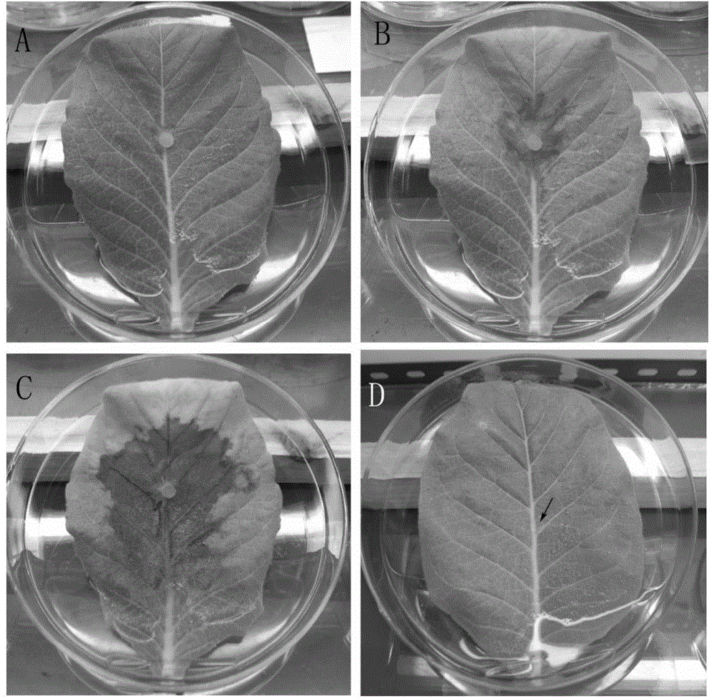 A kind of artificial pathogenic method of in vitro inoculation of tobacco blight