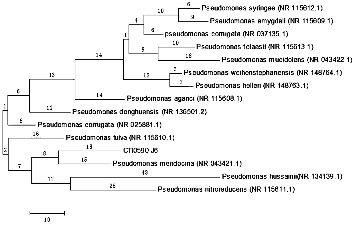 Pseudomonadaceae petroleum degrading bacterium L-1, microbial mixed agent of Pseudomonadaceae petroleum degrading bacterium L-1 and in-situ remediation method of petroleum-contaminated soil