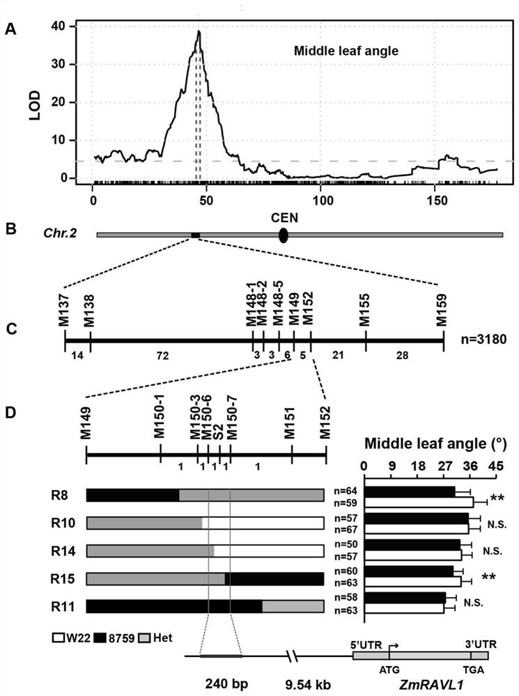 Maize gene zmravl1 and functional site and its use