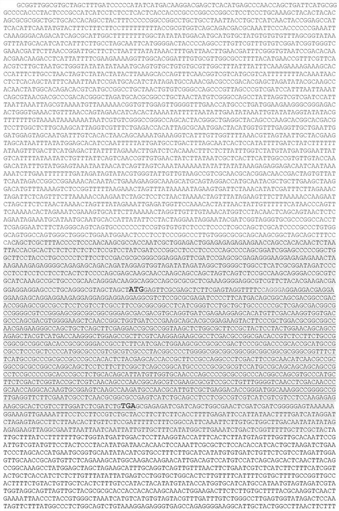 Maize gene zmravl1 and functional site and its use