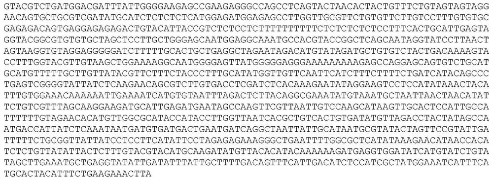 Maize gene zmravl1 and functional site and its use