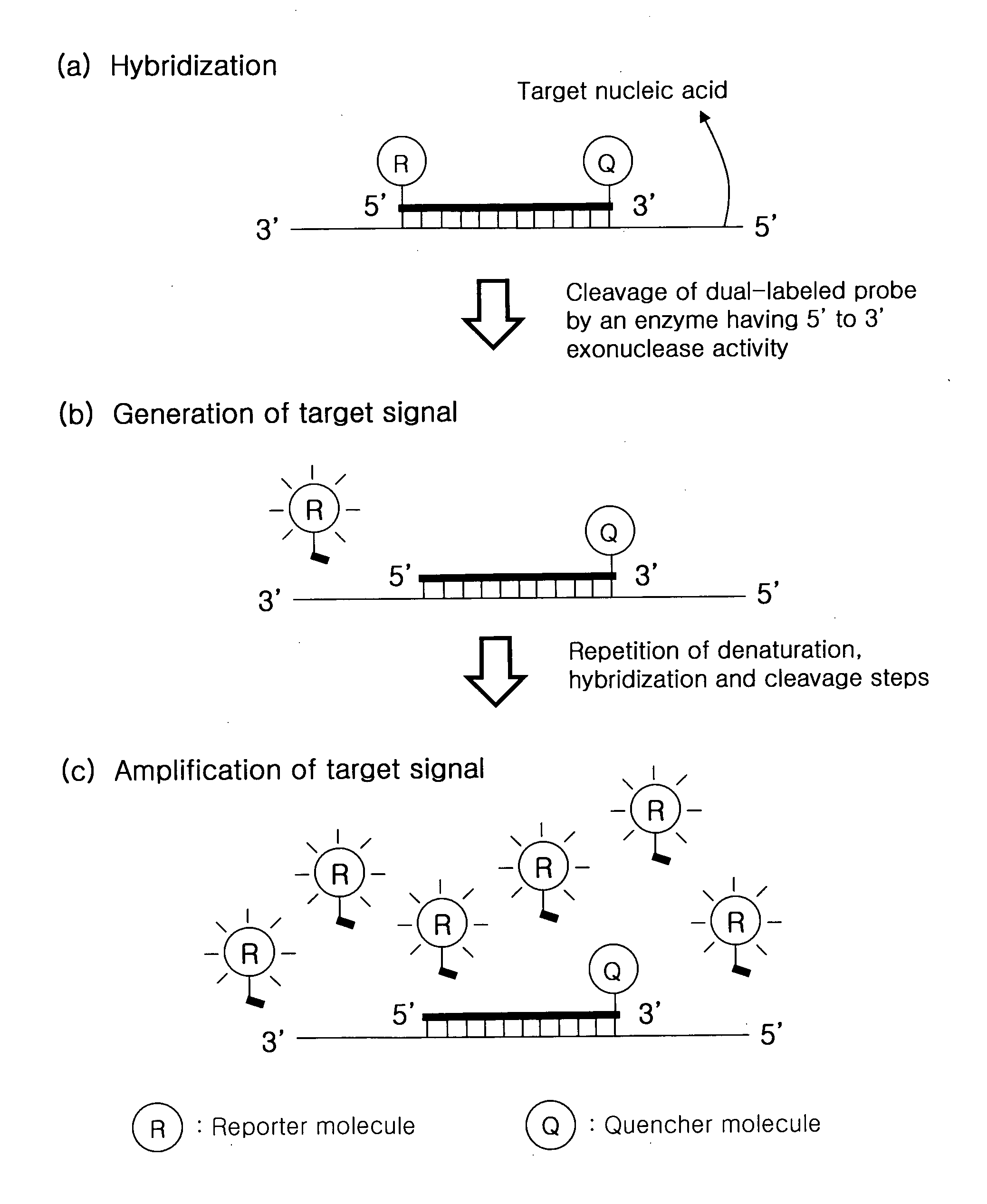 Detection of Target Nucleic Acid Sequences by Cyclic Exonucleolytic Reactions