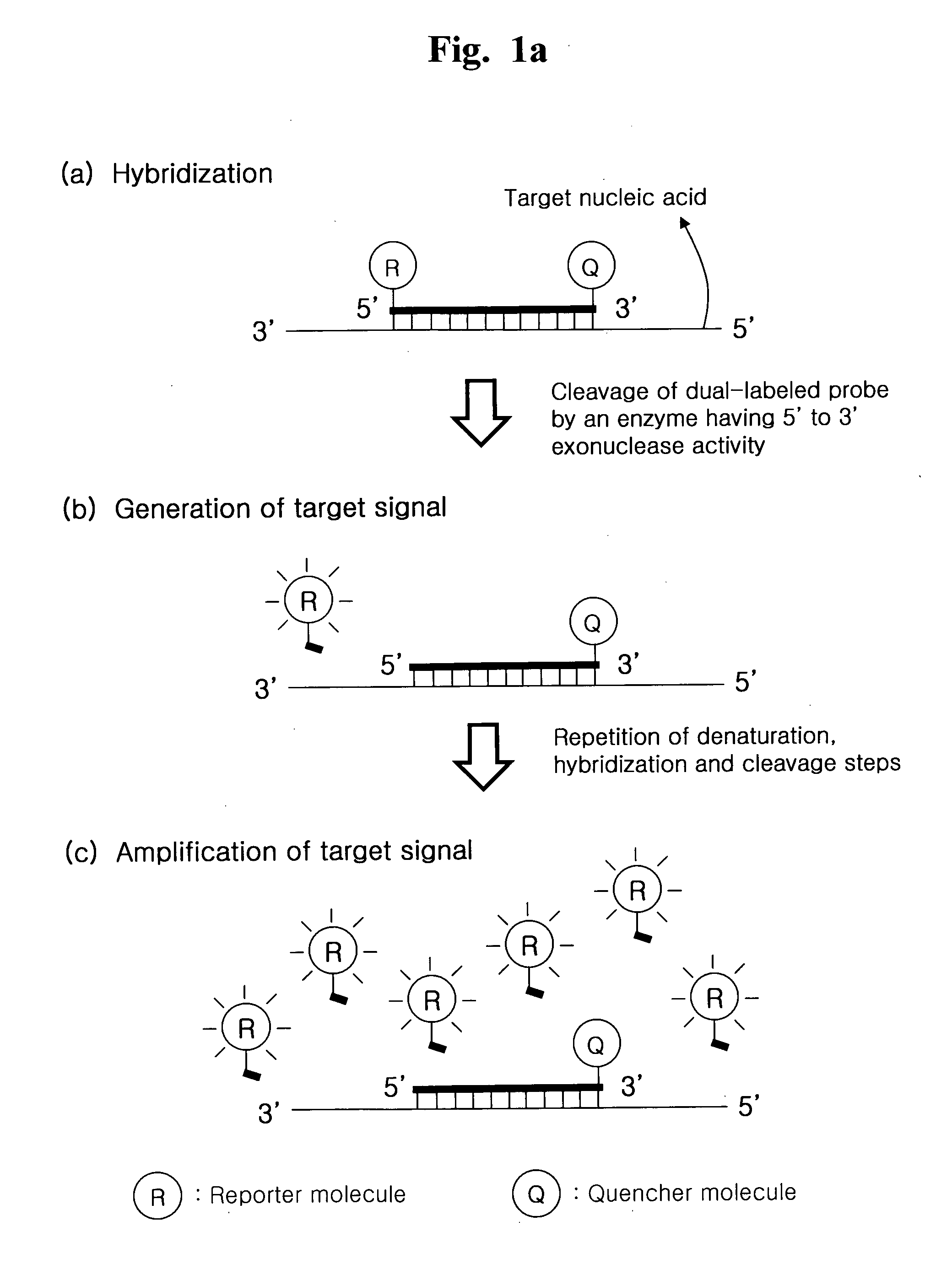 Detection of Target Nucleic Acid Sequences by Cyclic Exonucleolytic Reactions