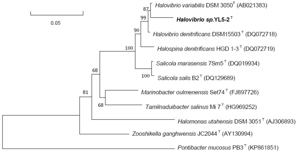 A kind of microbial agent containing halophilic denitrifying bacteria yl5-2 and its application