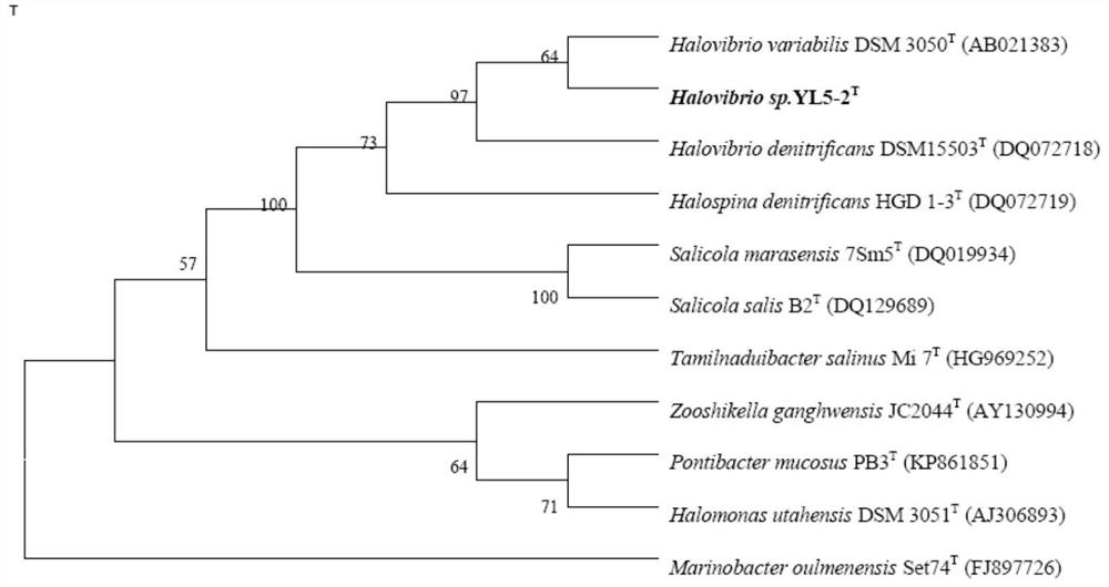 A kind of microbial agent containing halophilic denitrifying bacteria yl5-2 and its application