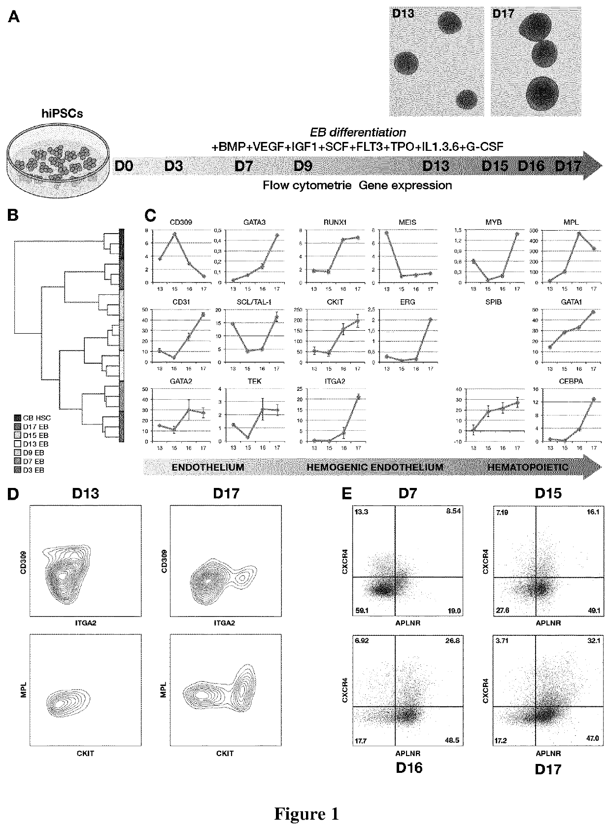 Methods of improving hematopoietic grafts