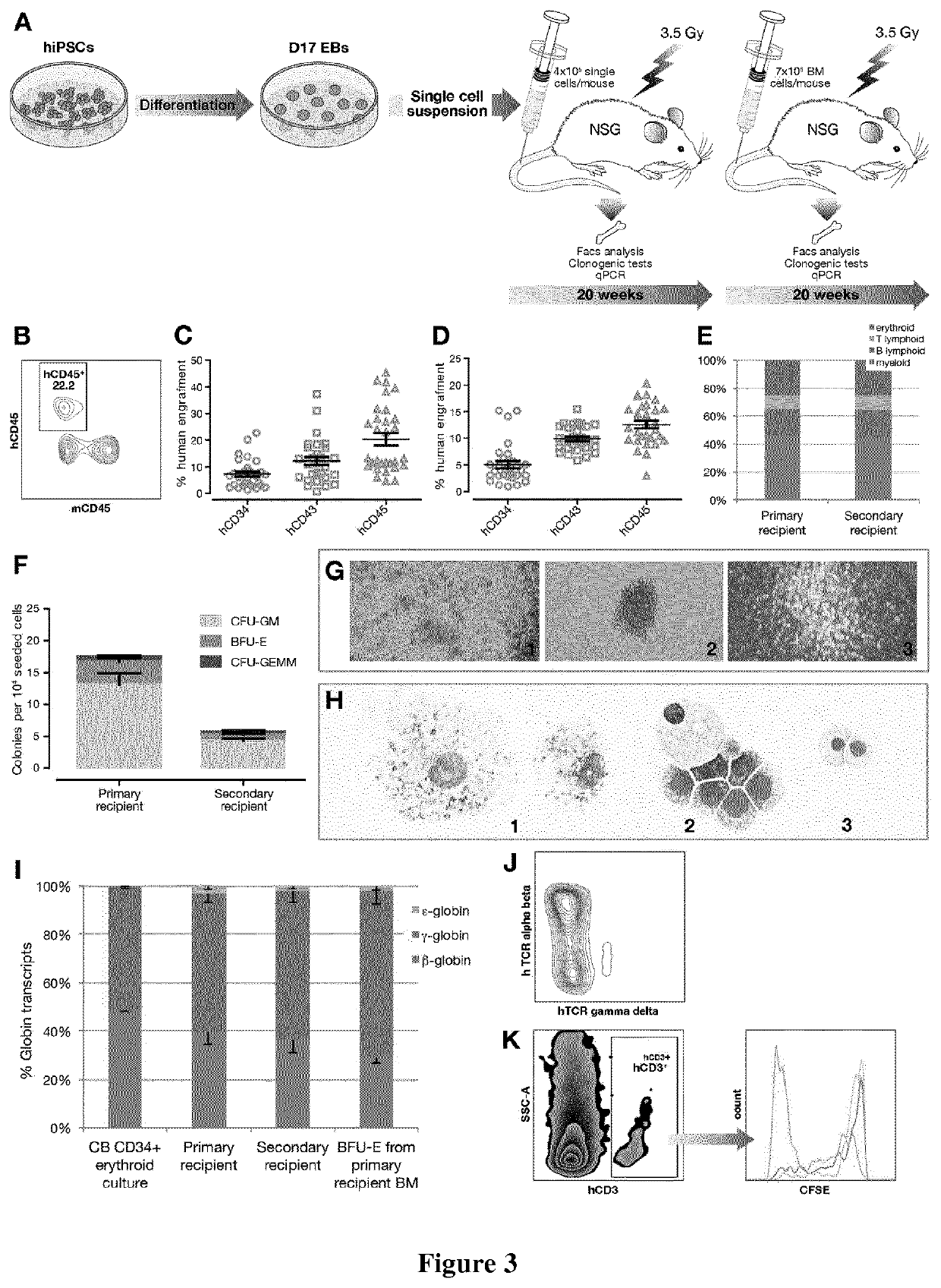 Methods of improving hematopoietic grafts