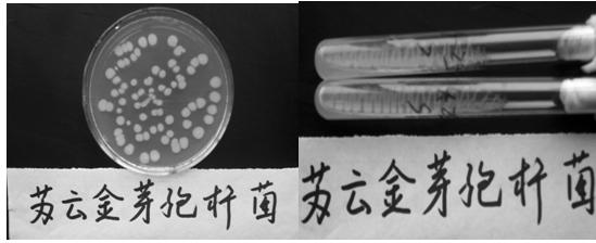 Method for using Bacillus thruingiensis fermentation broth to improve salt resistance of lawn plants