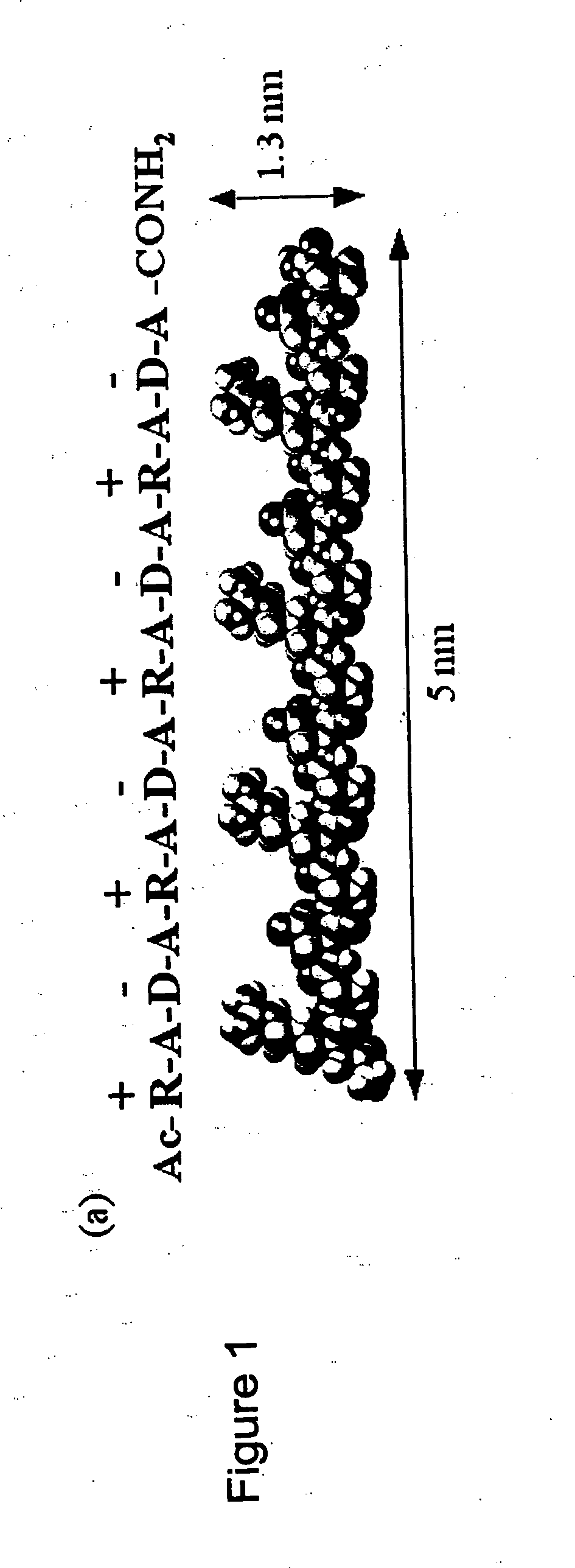 Compositions and methods for promoting hemostasis and other physiological activities