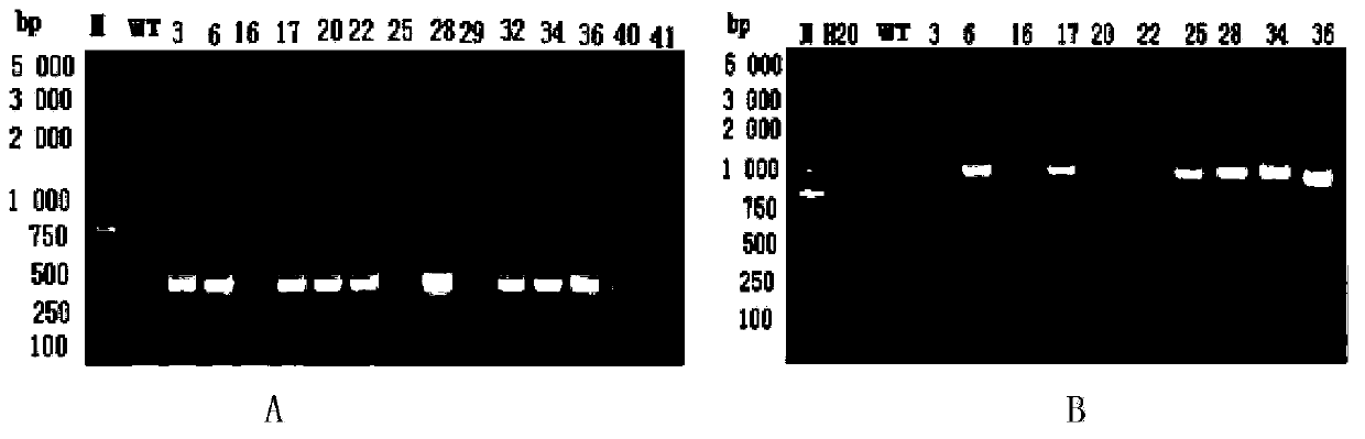 Malus hupehensis MhWRKY40a gene and applications thereof