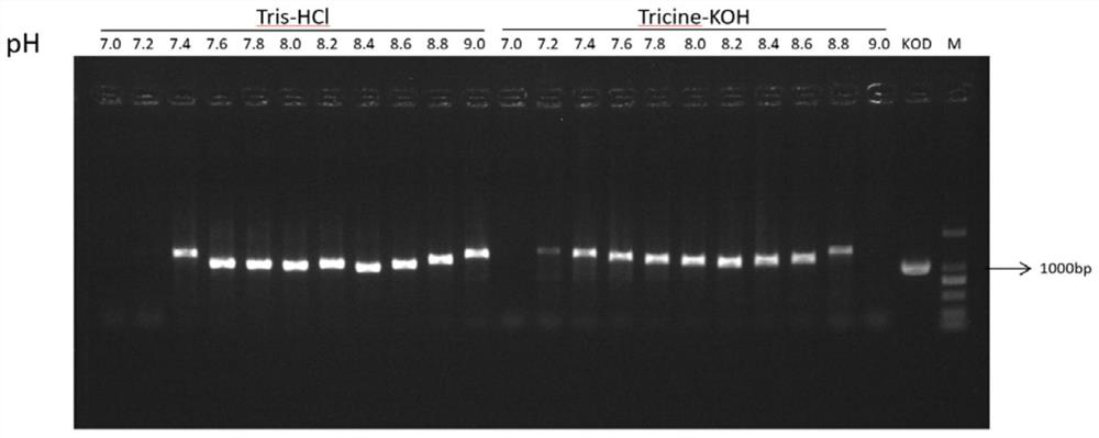 High-loyalty DNA polymerase and preparation method and PCR application thereof