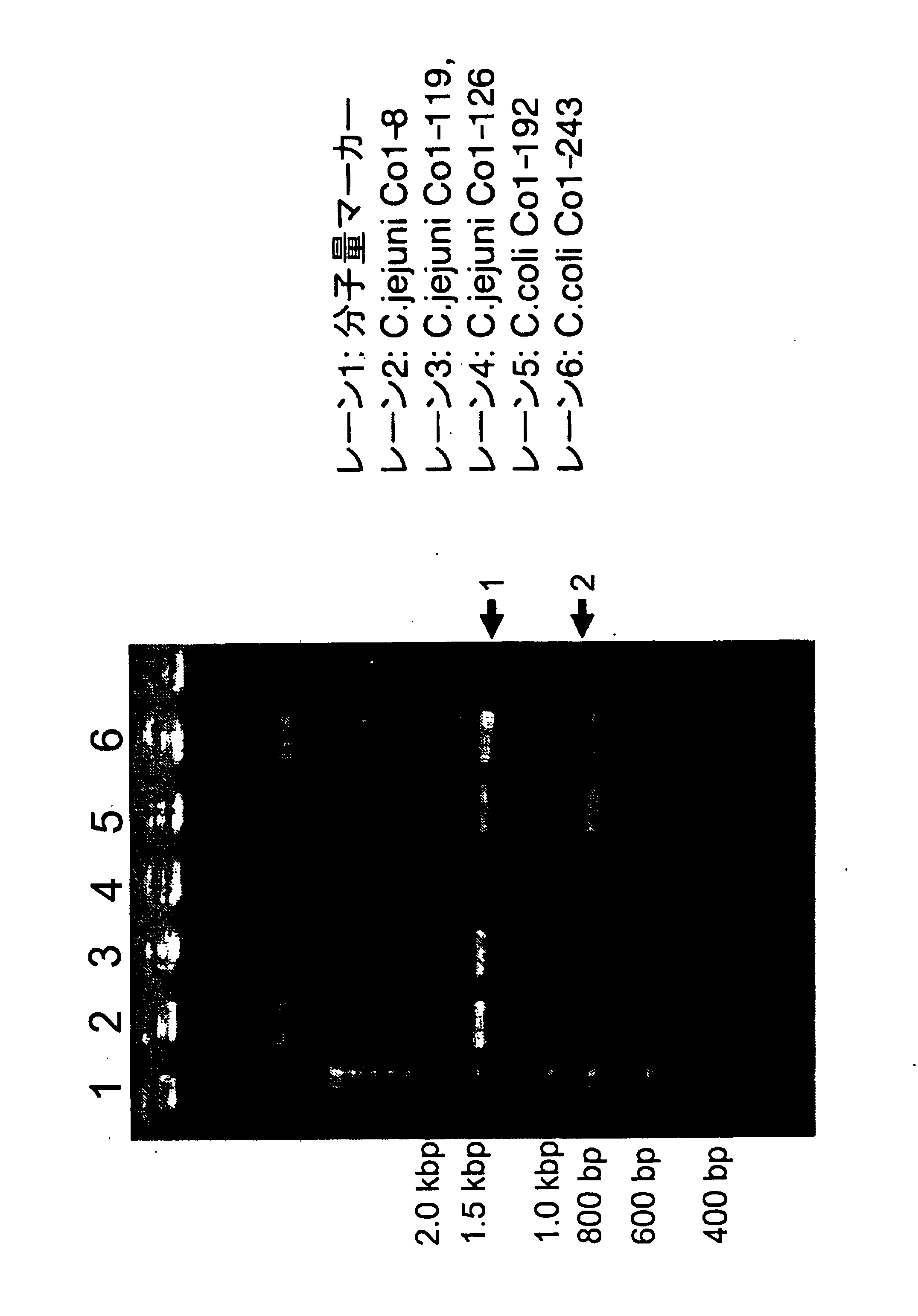 Cytolethal Distending Toxins and Detection of Campylobacter Bacteria Using the Same as a Target