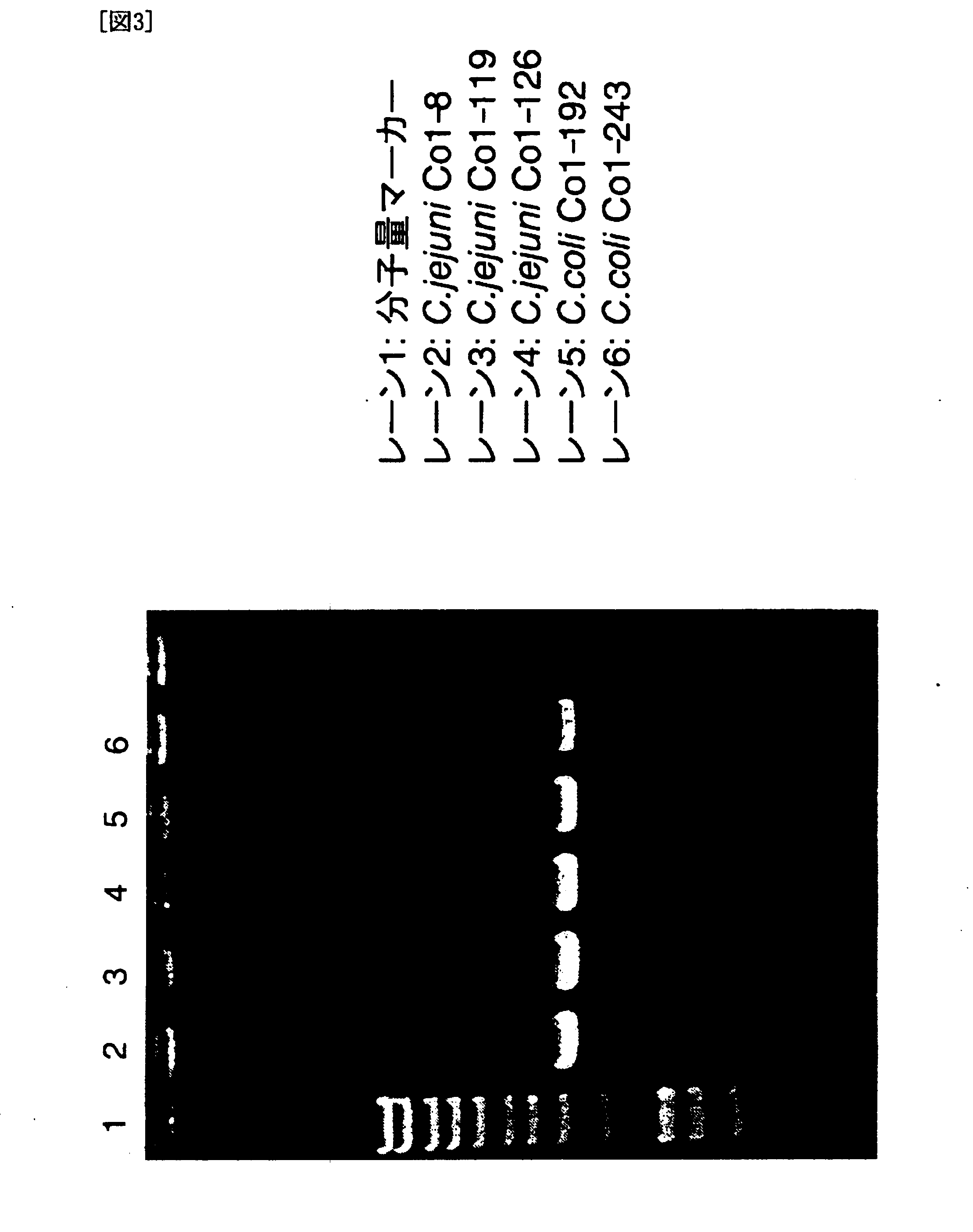 Cytolethal Distending Toxins and Detection of Campylobacter Bacteria Using the Same as a Target