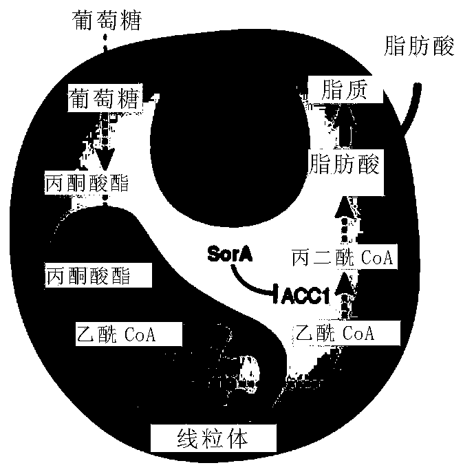 Application of Sorafen A in Ischemic Brain Injury