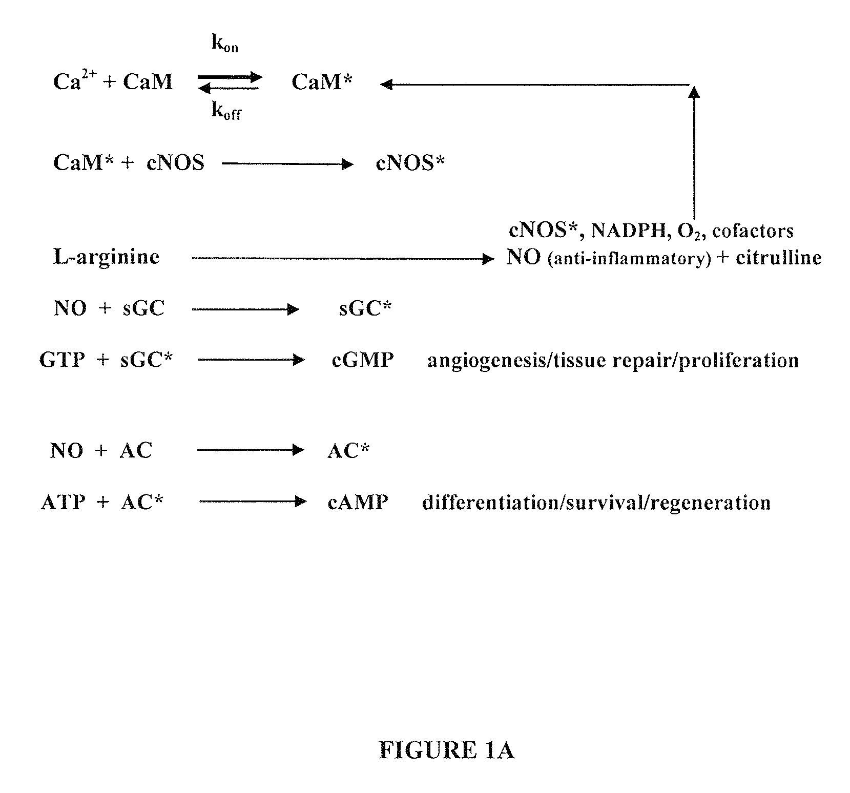 Method and apparatus for electromagnetic treatment of head, cerebral and neural injury in animals and humans