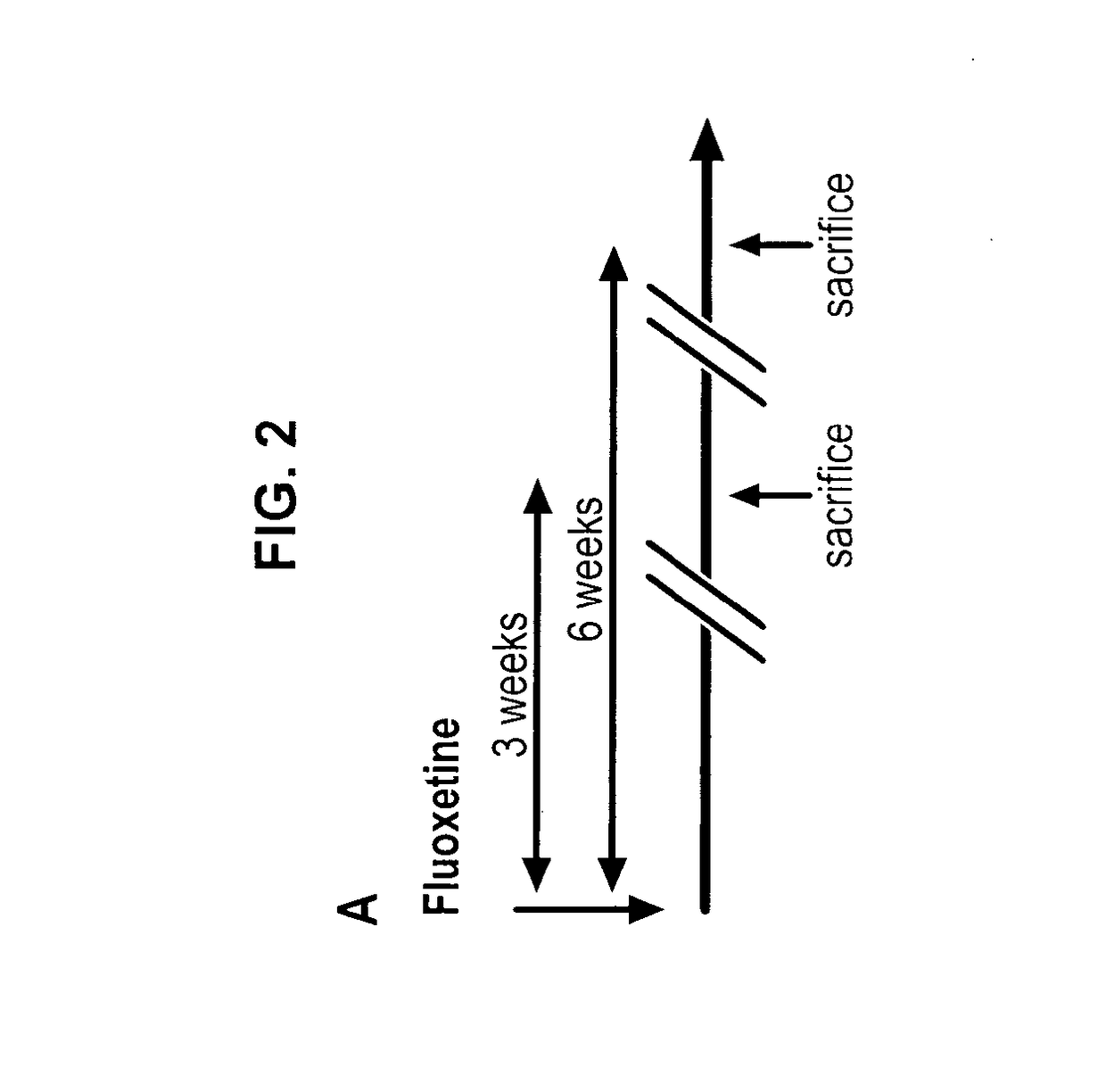 5-hydroxytryptamine 1b receptor-stimulating agent for use as a promoter of satellite cells self-renewal and/or differentiation