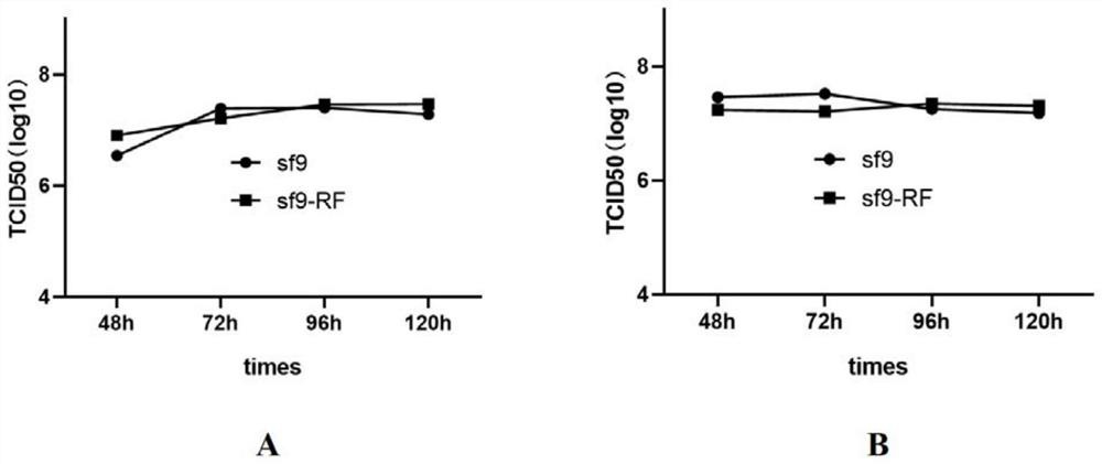 Serum-independent rhabdovirus-pollution-free sf9 cell strain, screening method and application