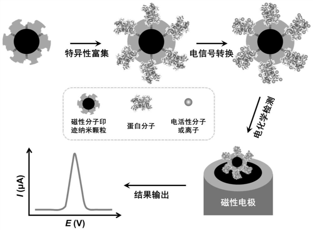 Electrochemical sensing method for accurately detecting trace protein molecules