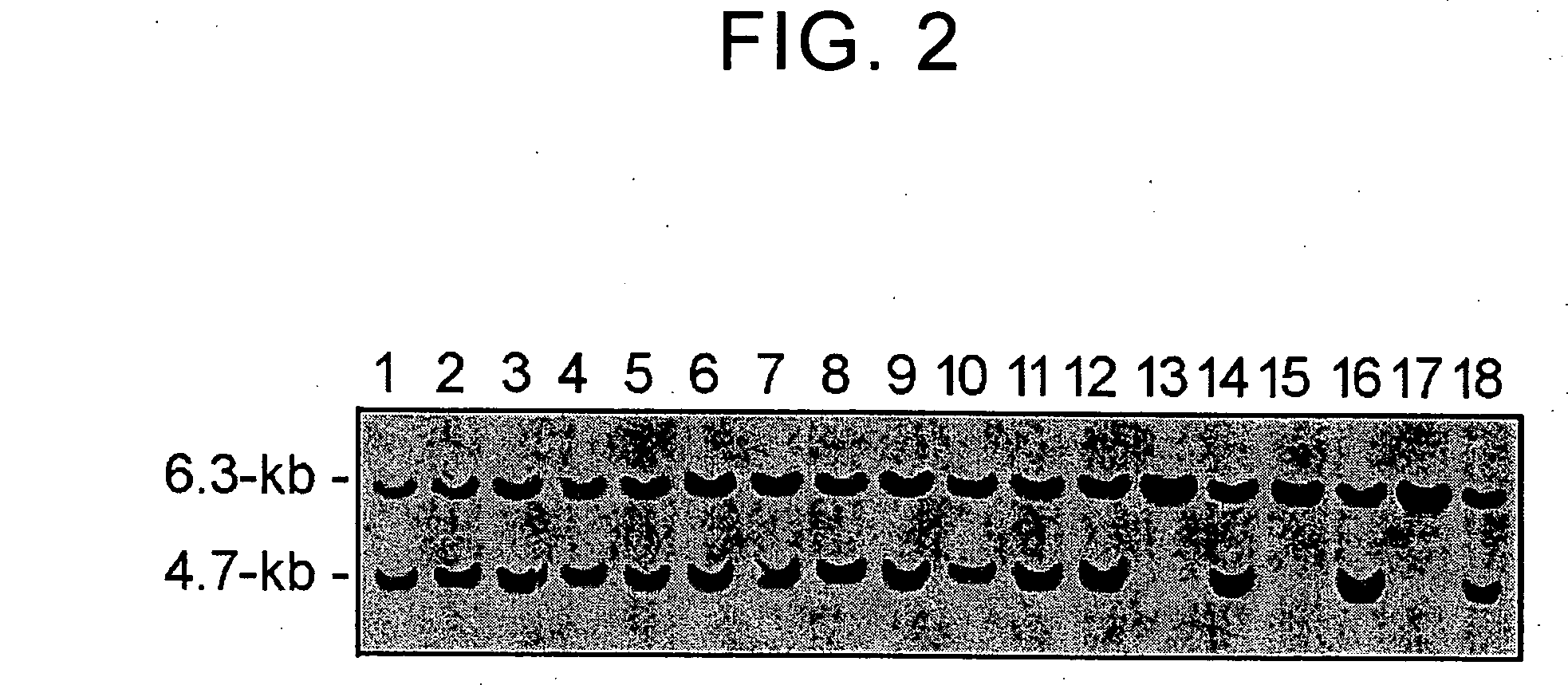 Highly efficient gene targeting vectors and methods for gene targeting method forward epithelial cell line