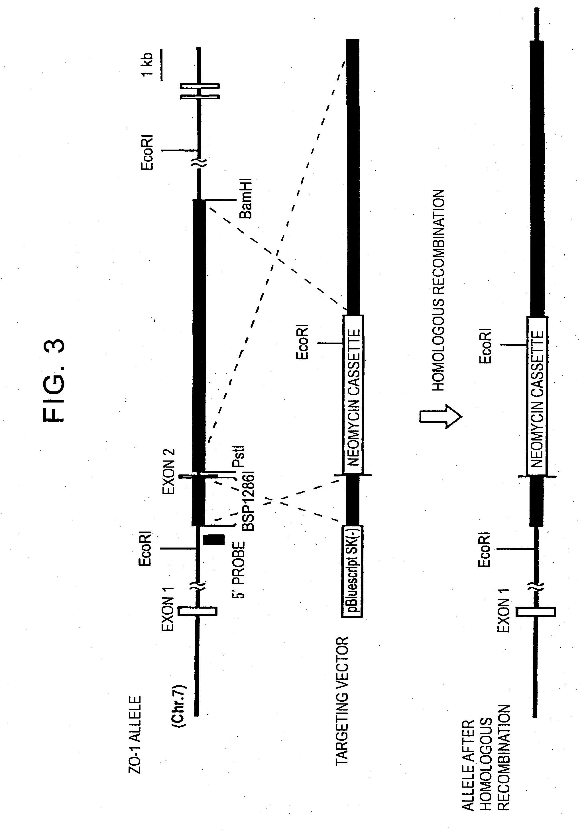 Highly efficient gene targeting vectors and methods for gene targeting method forward epithelial cell line