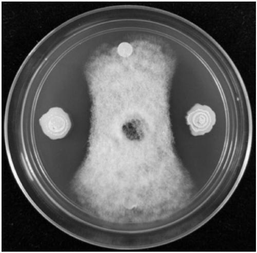 Biocontrol bacterium and application thereof in preventing and control of vine blight