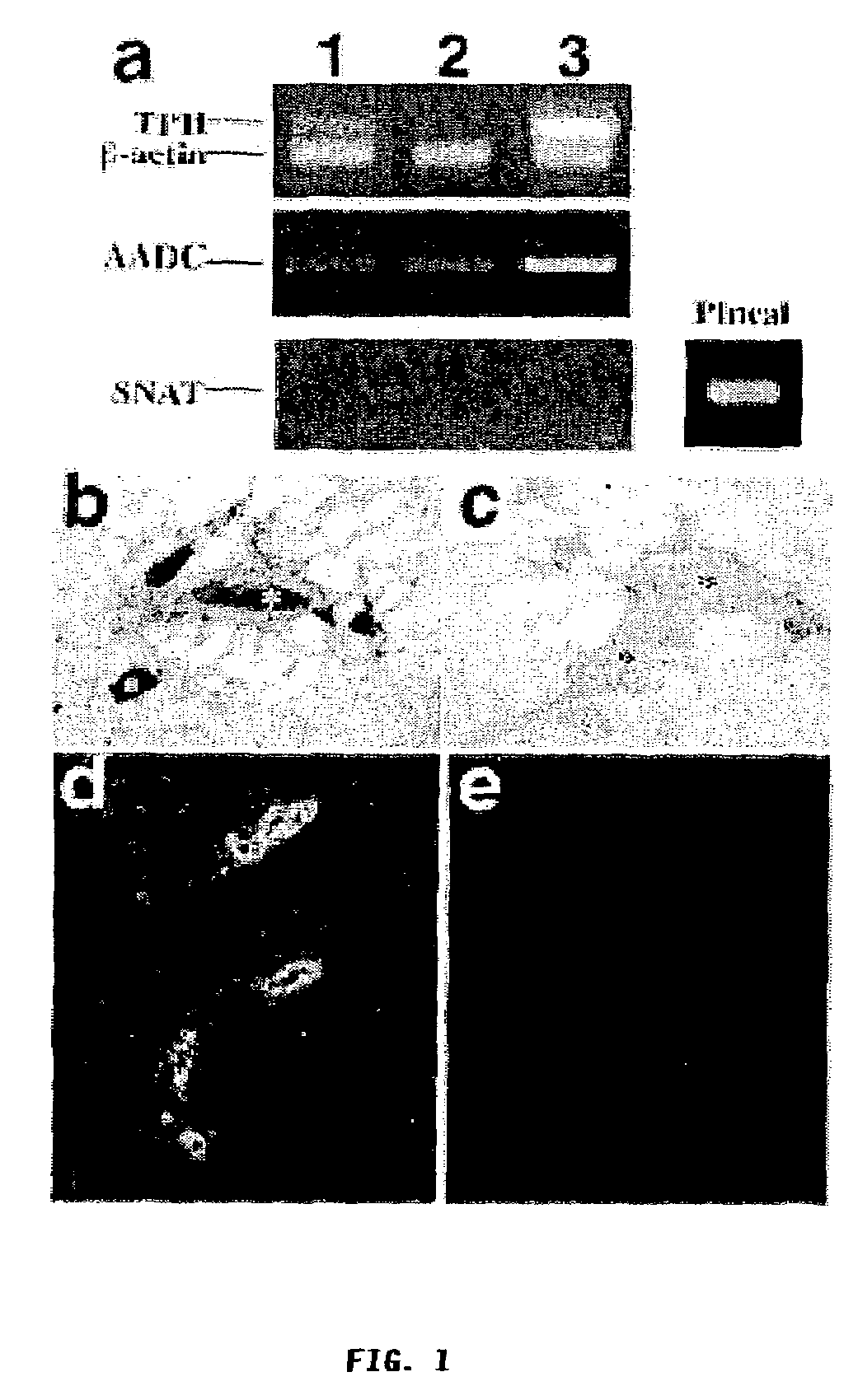 Method of increasing milk production