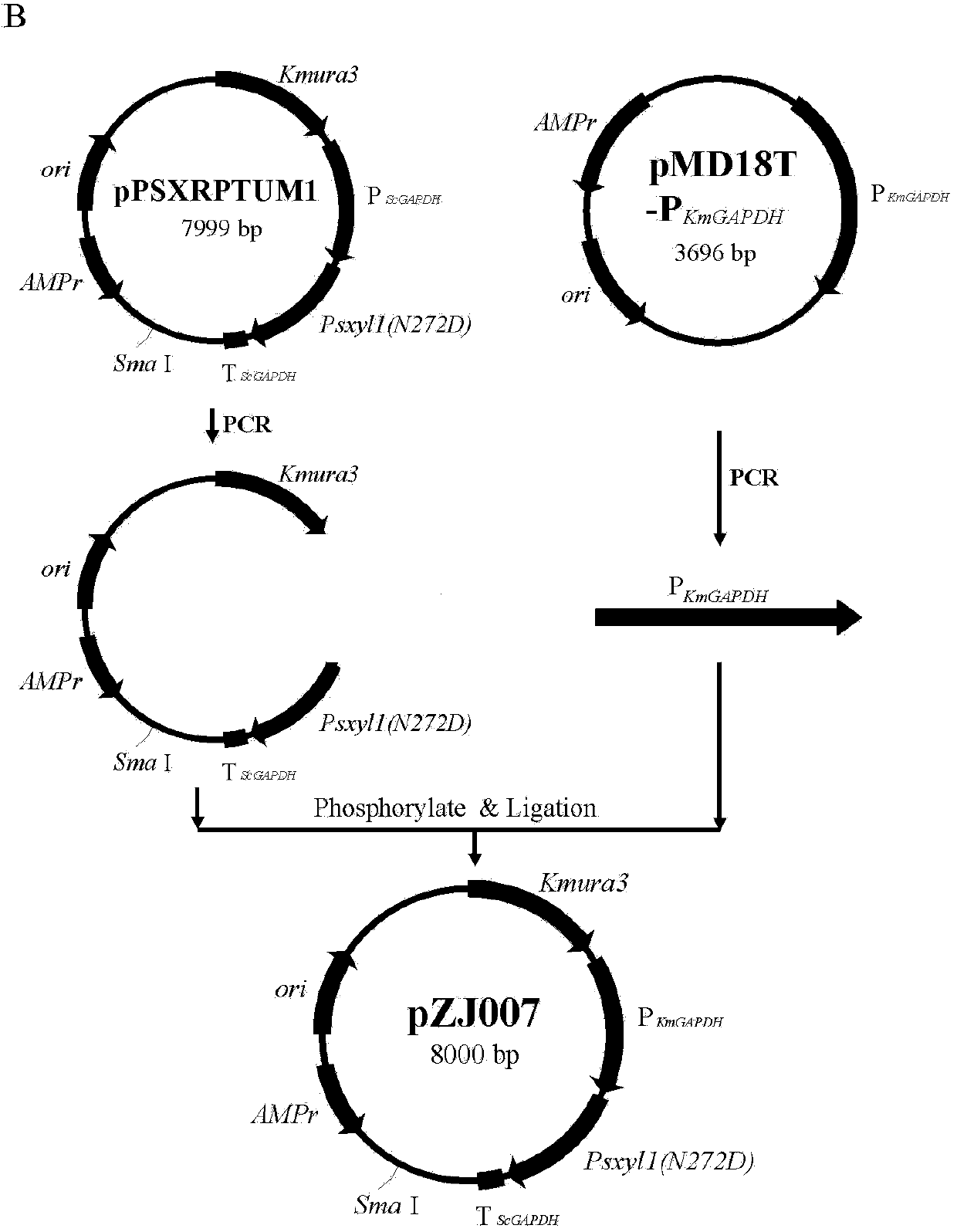 Construction and application of high-temperature high-yield xylitol engineering strains