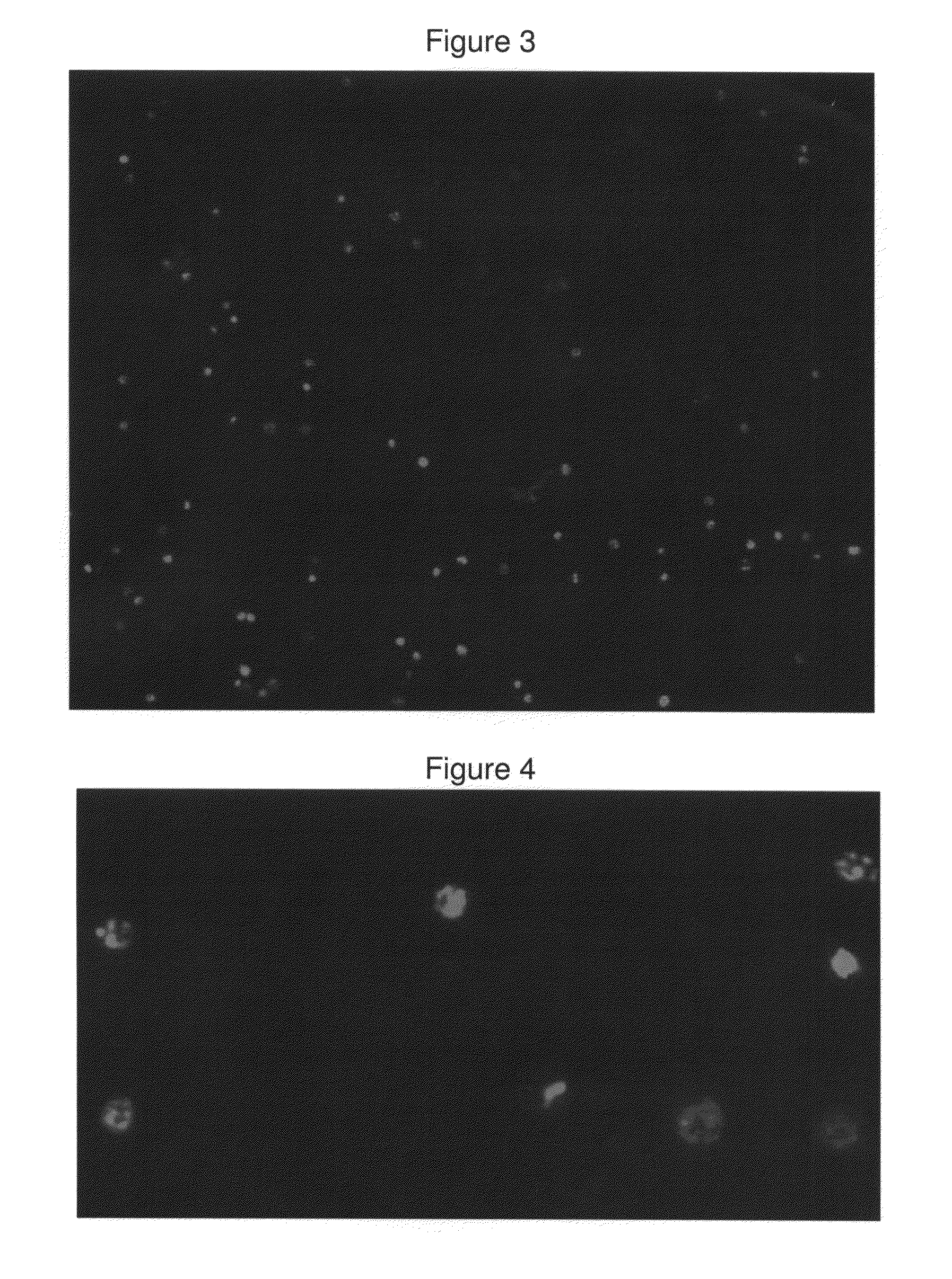 Composition for inducing multiple nuclear division of cells