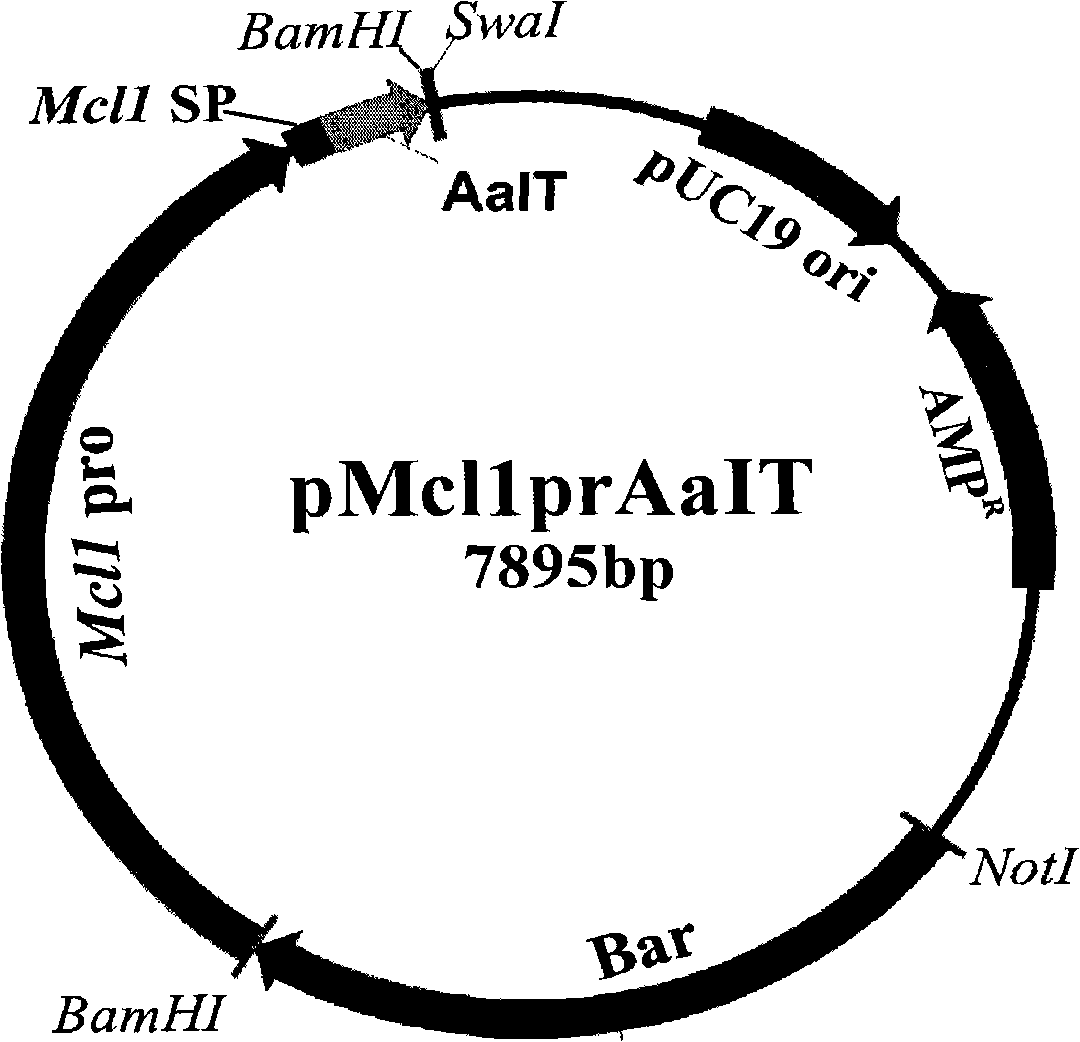 Disinsection fungal engineering strain inverted from scorpion toxin gene and applications