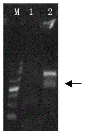 A kind of oleaginous yeast lipid droplet protein and its coding gene and application